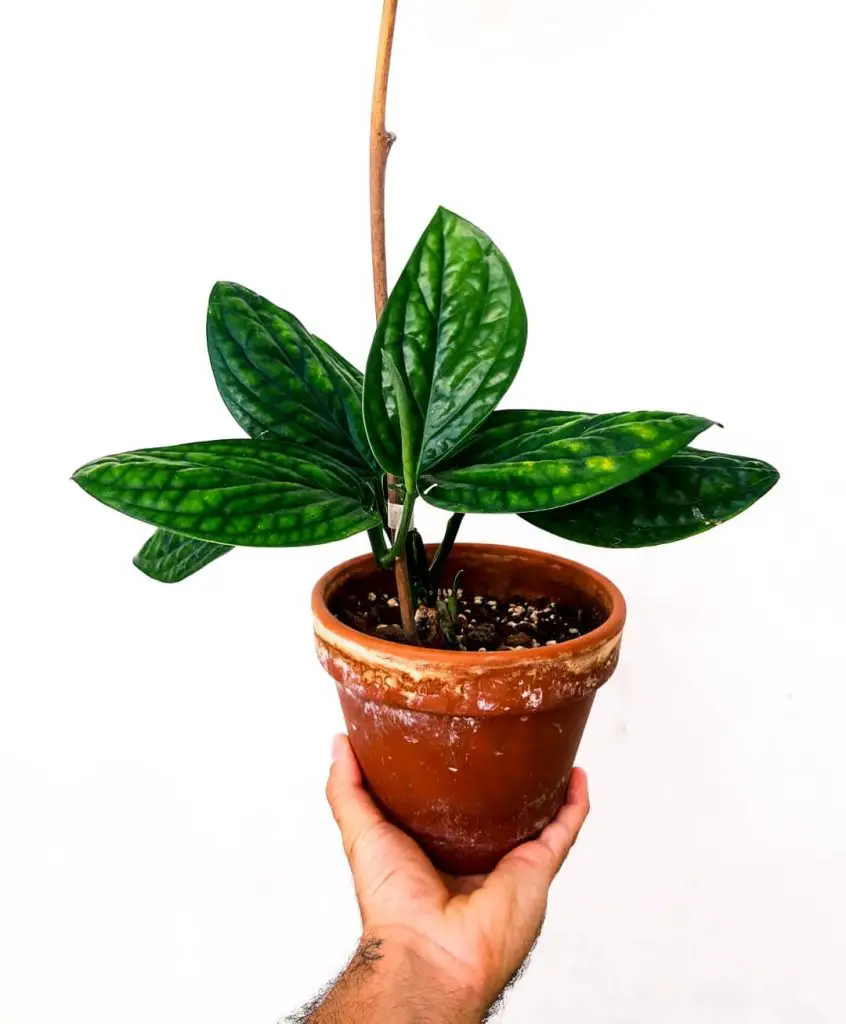 Potted monstera karstenianum