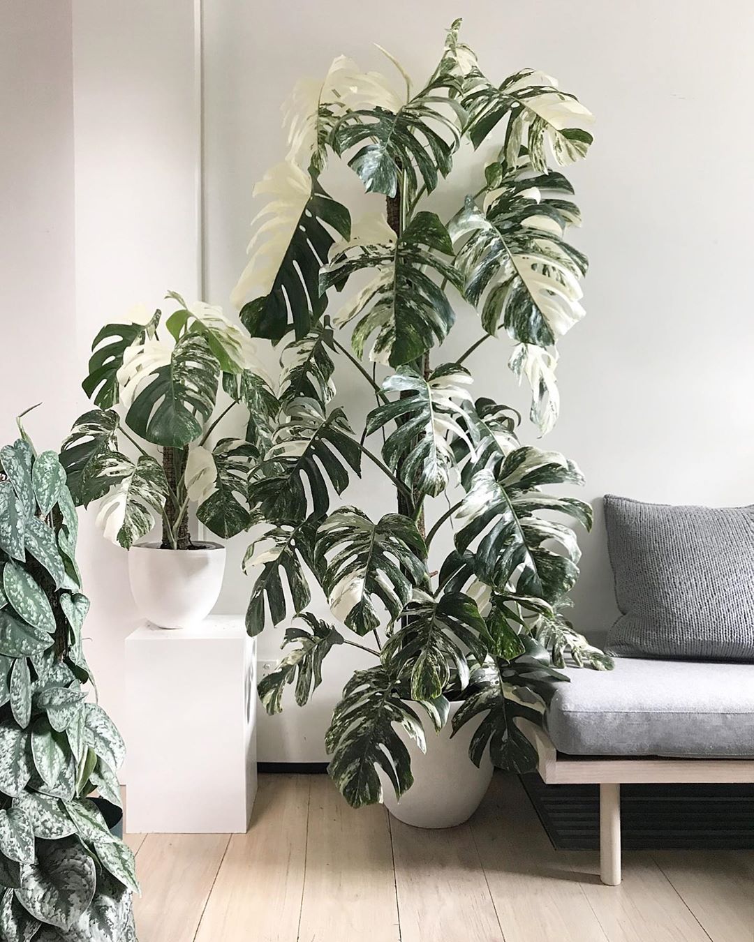 Solmazer Monstera