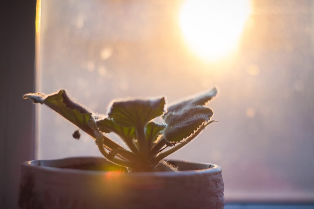 indoor plant in the window during winter