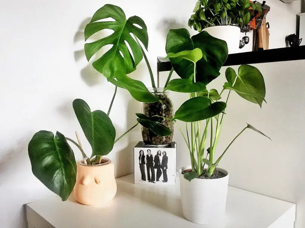 two potted monstera borsigianas