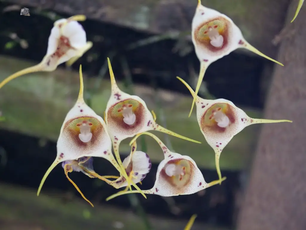 group of monkey face orchids