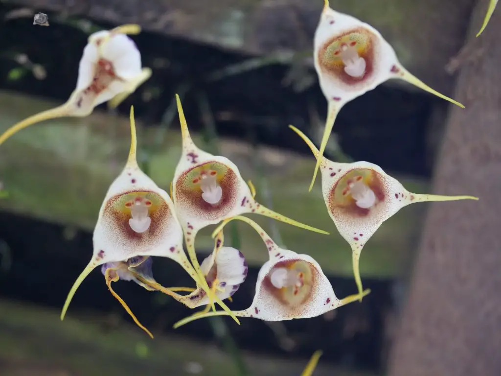 How To Care For Monkey Face Orchids Dracula Simia Complete Guide Indoor Home Garden