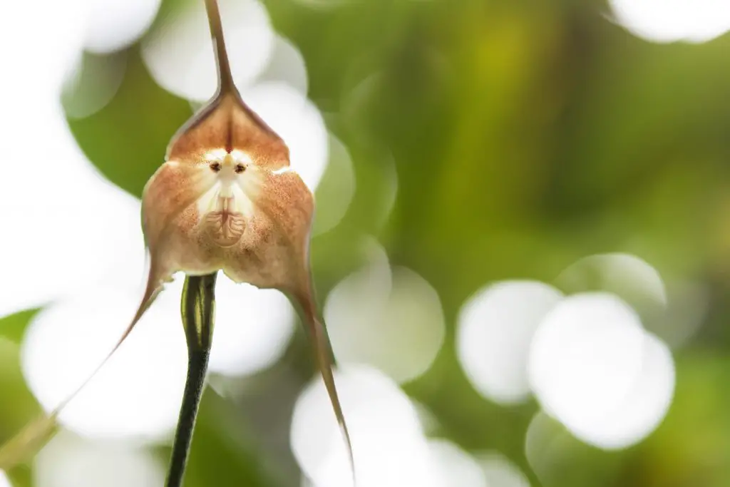 close up of a monkey face orchid plant