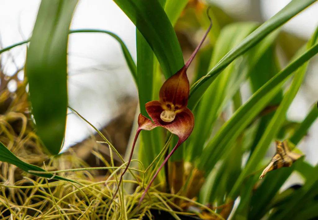 monkey face orchid, dracula simia