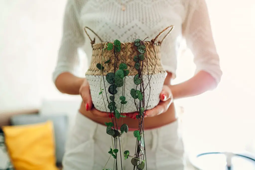 string of hearts plant in a persons hands.