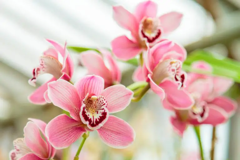 Reblooming Orchids How Often Do Orchids Bloom? Indoor Home Garden