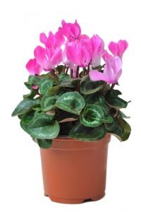 How to Care for Cyclamen Indoors (Complete Guide) - Indoor Home Garden