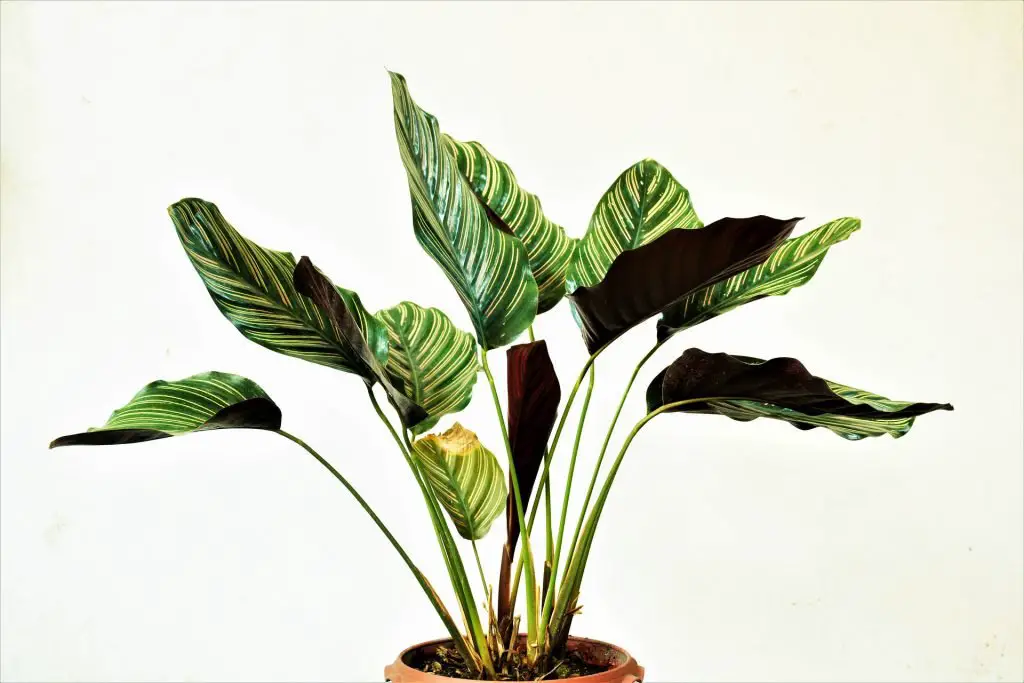 can indoor plants survive outside?