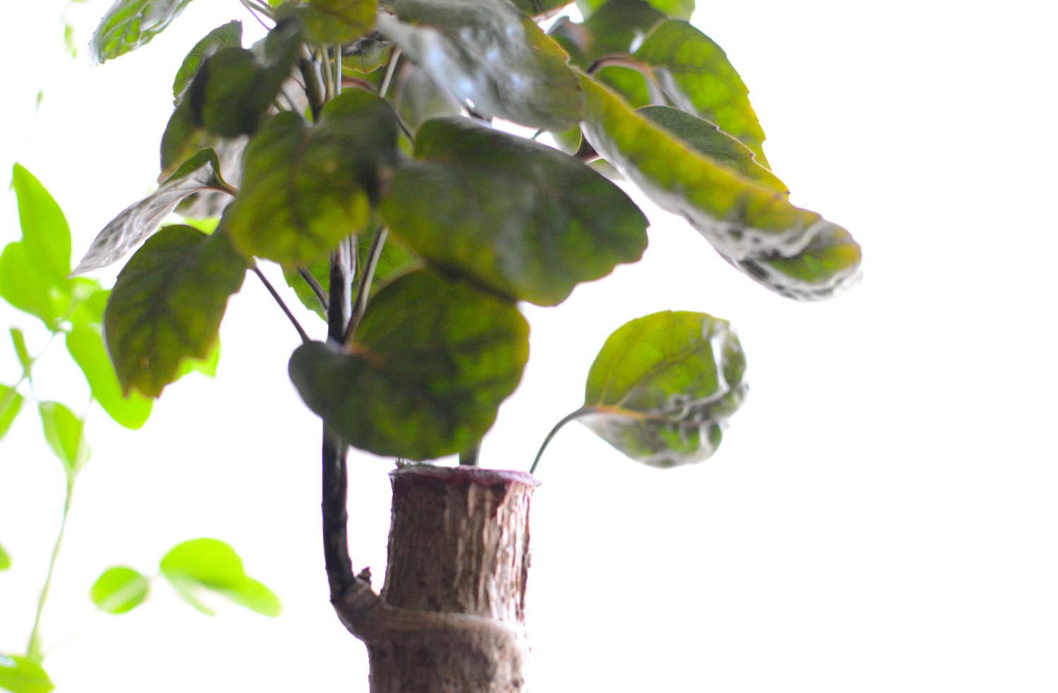 Aralia Fabian Stump FREE Care Guide 2FT Tall! Bonsai 6" Pot Live Plant