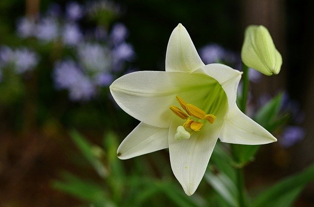 easter lily (lilium longiflorum)