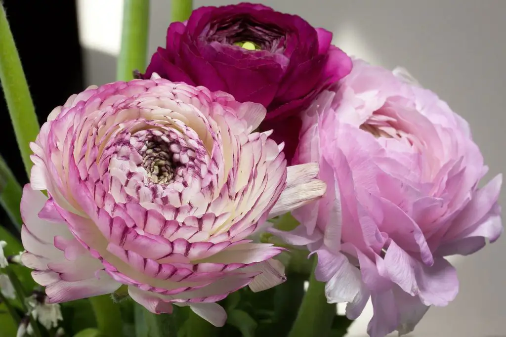 ranunculus flor de perto