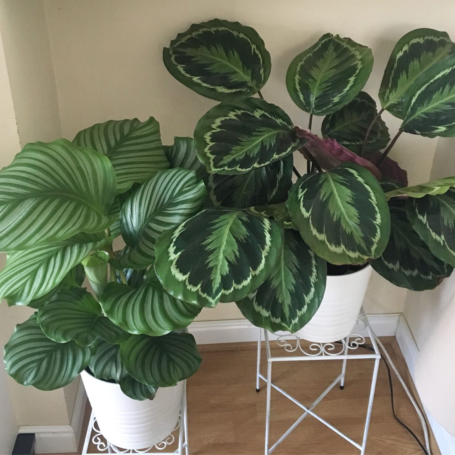 How To Care For Calathea Plant