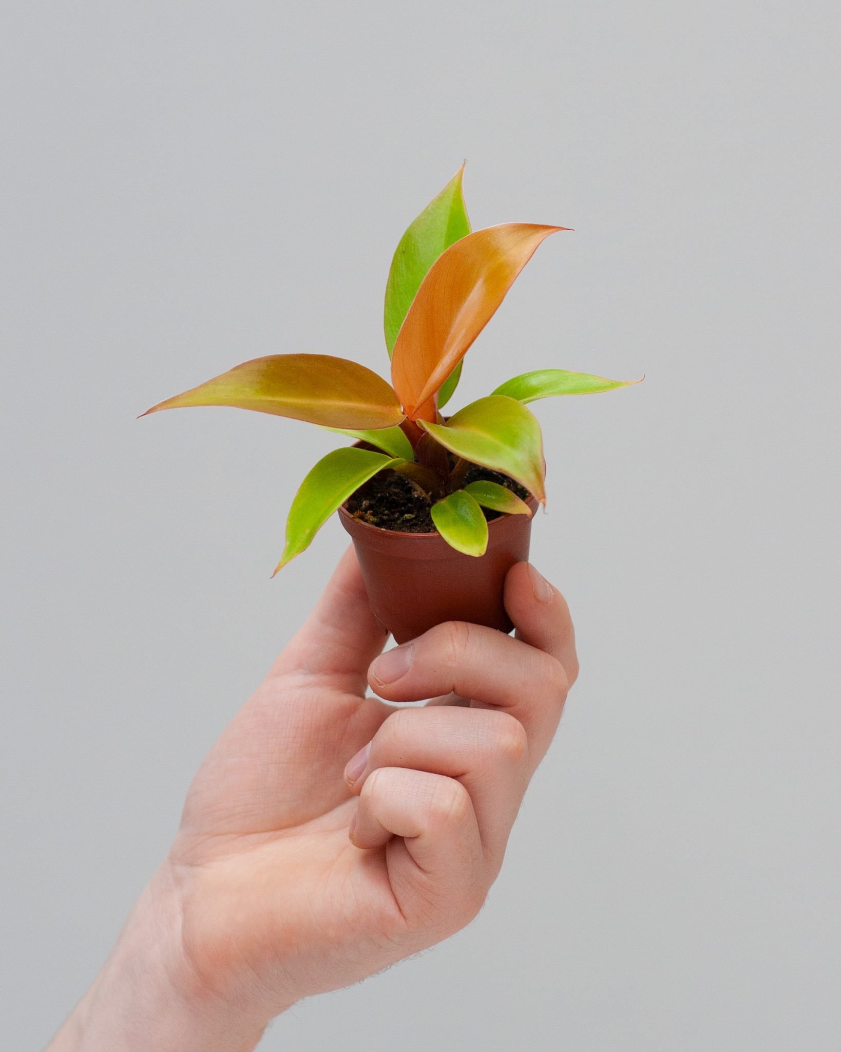 Complete Care Guide for an Orange Philodendron