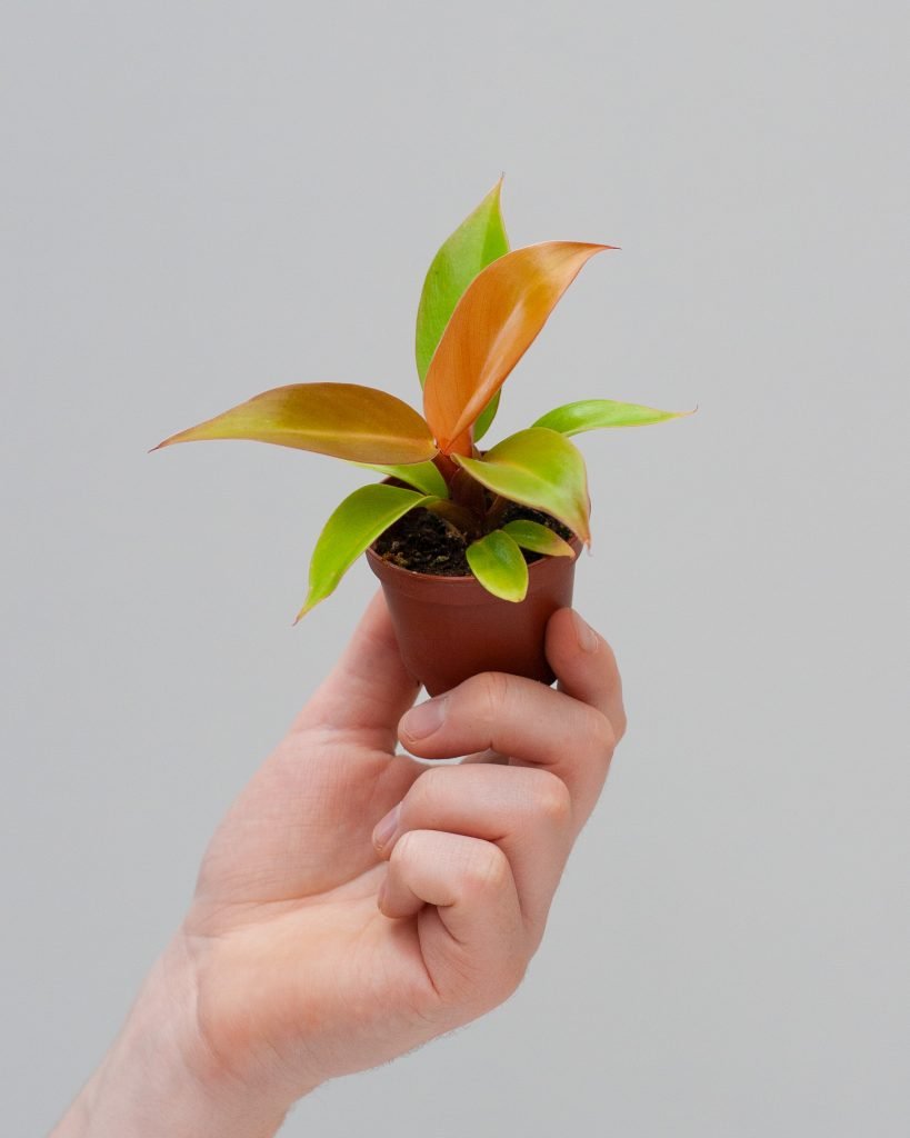 Complete Care Guide For An Orange Philodendron