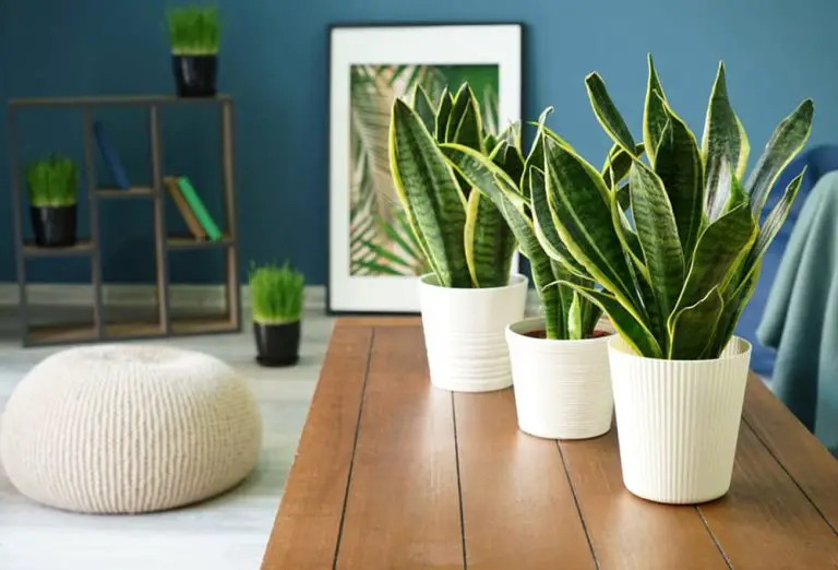 Do Snake Plants Like Humidity? How To Provide The Best