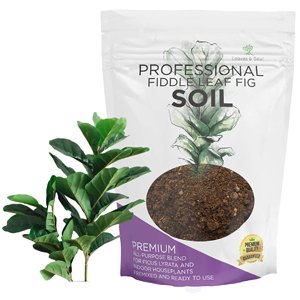 Fiddle Leaf Fig House Plant Soil Premium All Purpose Blend