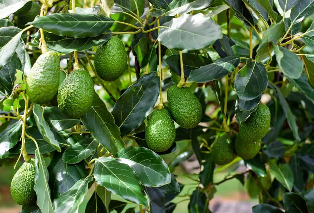 Grow an Avocado Tree