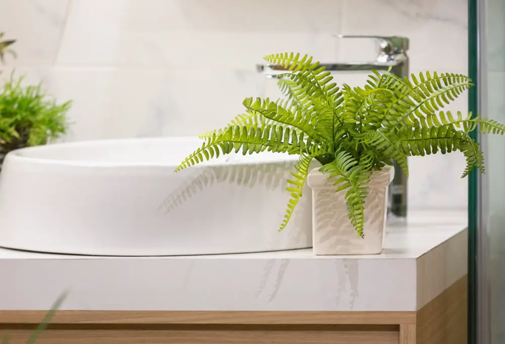 How Often To Water Ferns Indoors - Here Are The Best Practices