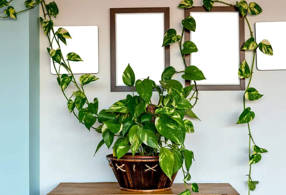 Low Light Indoor Plants