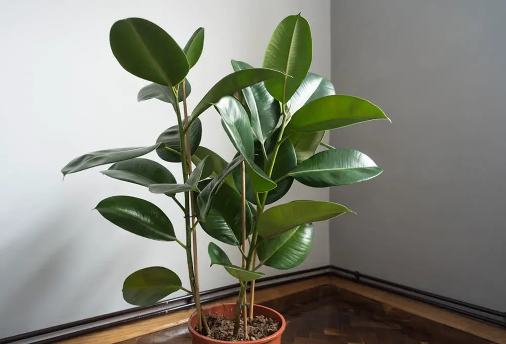 How to Propagate Rubber Plant Like A Pro - Three Methods Explained