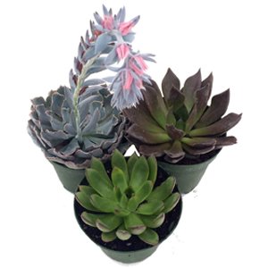 3 Different Desert Rose Succulent Plants