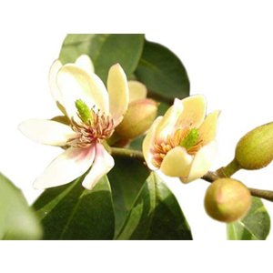 9GreenBox - Fragrant Michelia Figo "Banana Shrub"