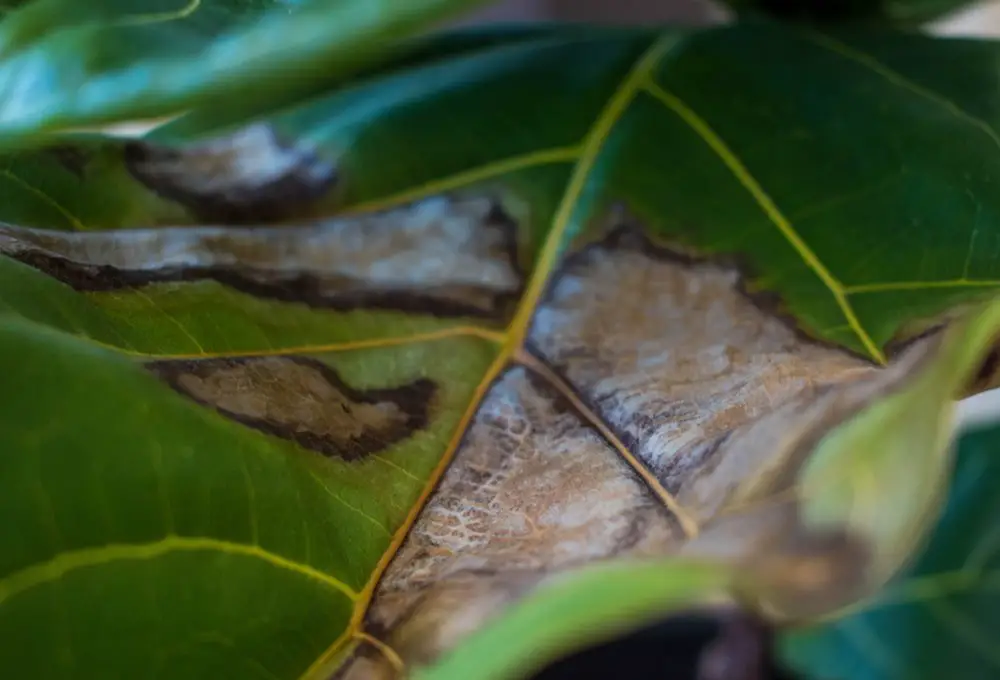 Brown Spots on Fiddle Leaf Fig- Whats Wrong and What Should You Do