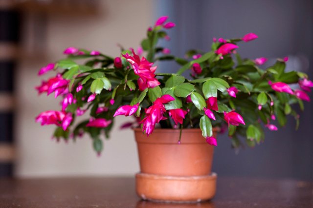 Christmas Cactus