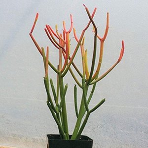 Euphorbia Tirucalli Pencil Cactus Cacti Succulent Real Live Plant