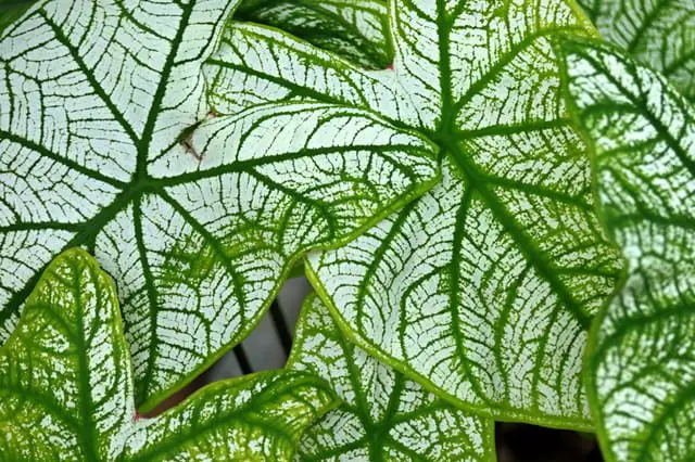 Fancy Leaf Caladium green.jpg