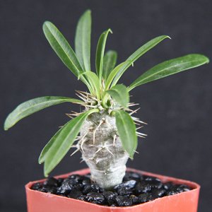 Pachypodium Lamerei Rare Madagascar Palm Plant Cactus Cacti Caudex Bonsai