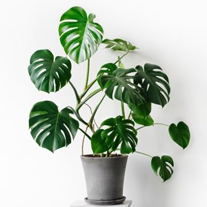 PlantVine Monstera adansonii, Monstera Plant