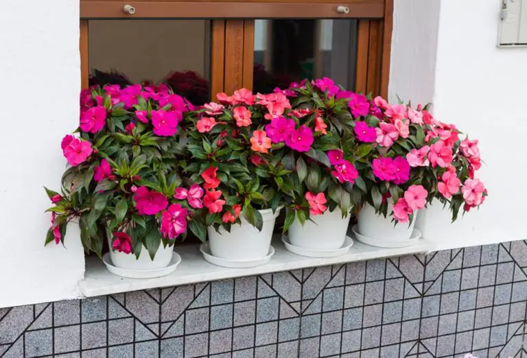 Plants That Grow in the Dark & Shades Our Ultimate List