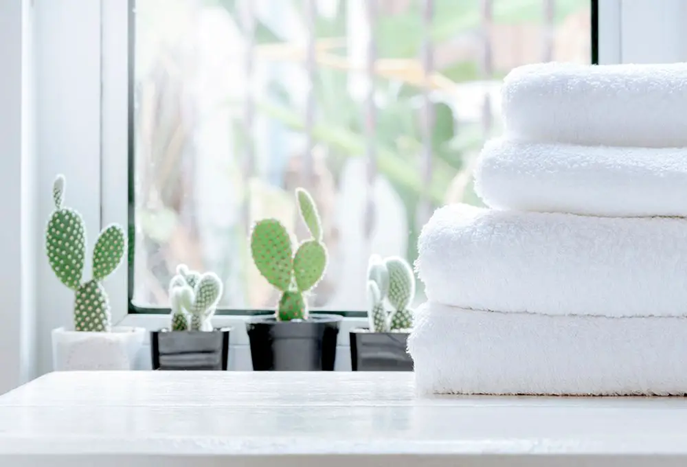 Plants in the Bathroom