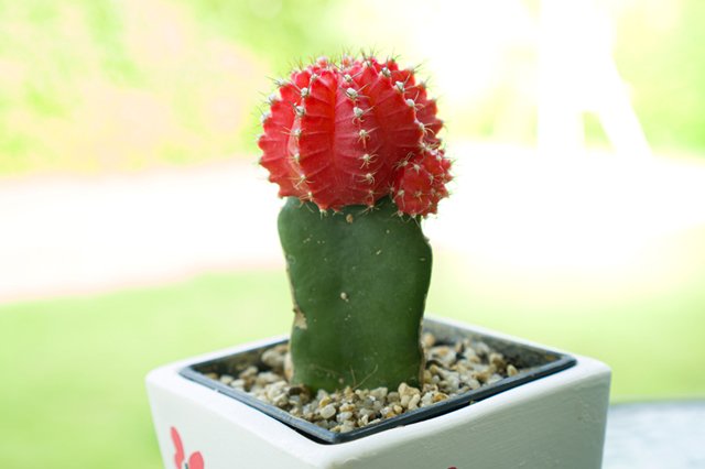 Ruby Ball Cactus