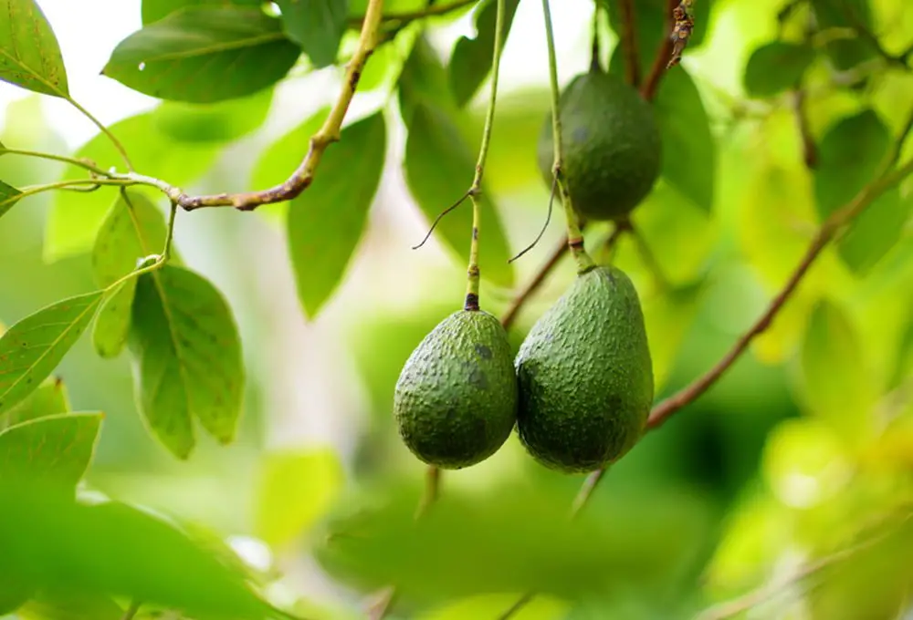 How to Select Soil for Avocado Tree- 5 Pro Tips