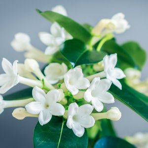 Stephanotis floribunda Madagascar Jasmine