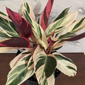 Stromanthe Tri Color Ginger Live Plant