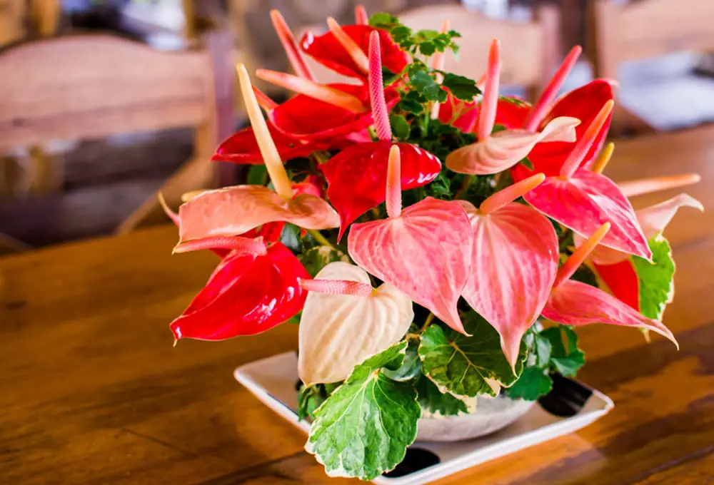 Stunning Colorful Indoor Plants