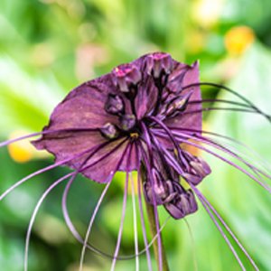 Tacca chantrieri  Bat Flower