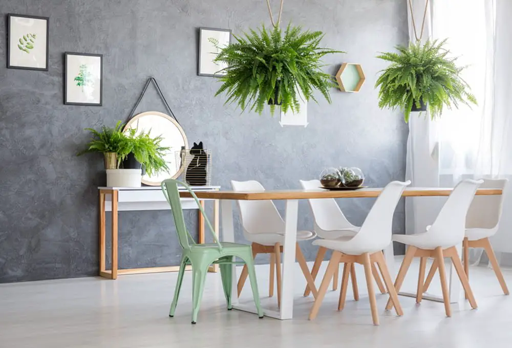 Types of Indoor Ferns