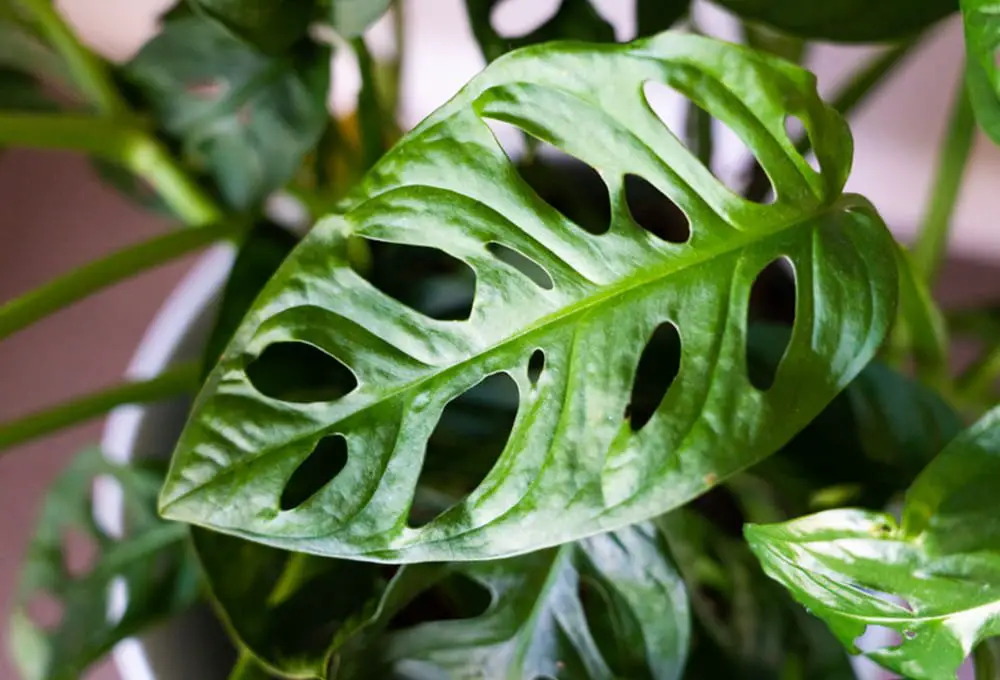 Top 10 Unusual & Exotic House Plants to Grow Indoors