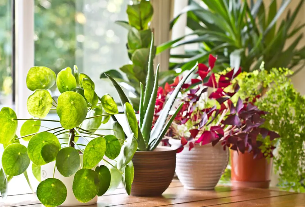 house plants sunlight