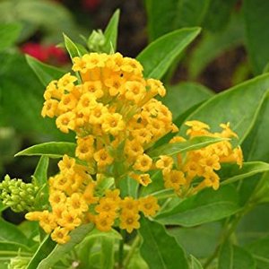 Yellow Night Blooming Jasmine