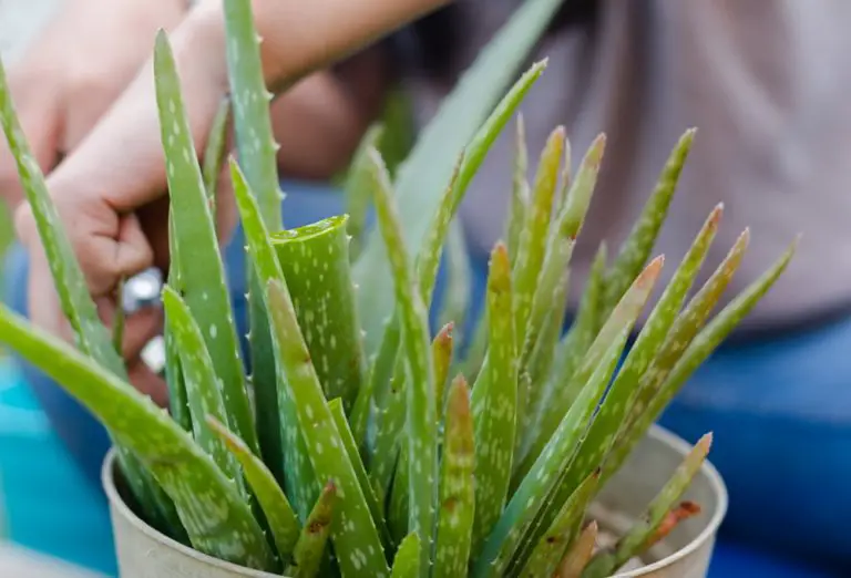 Why Your Aloe Plant Is Turning Brown & How To Fix It