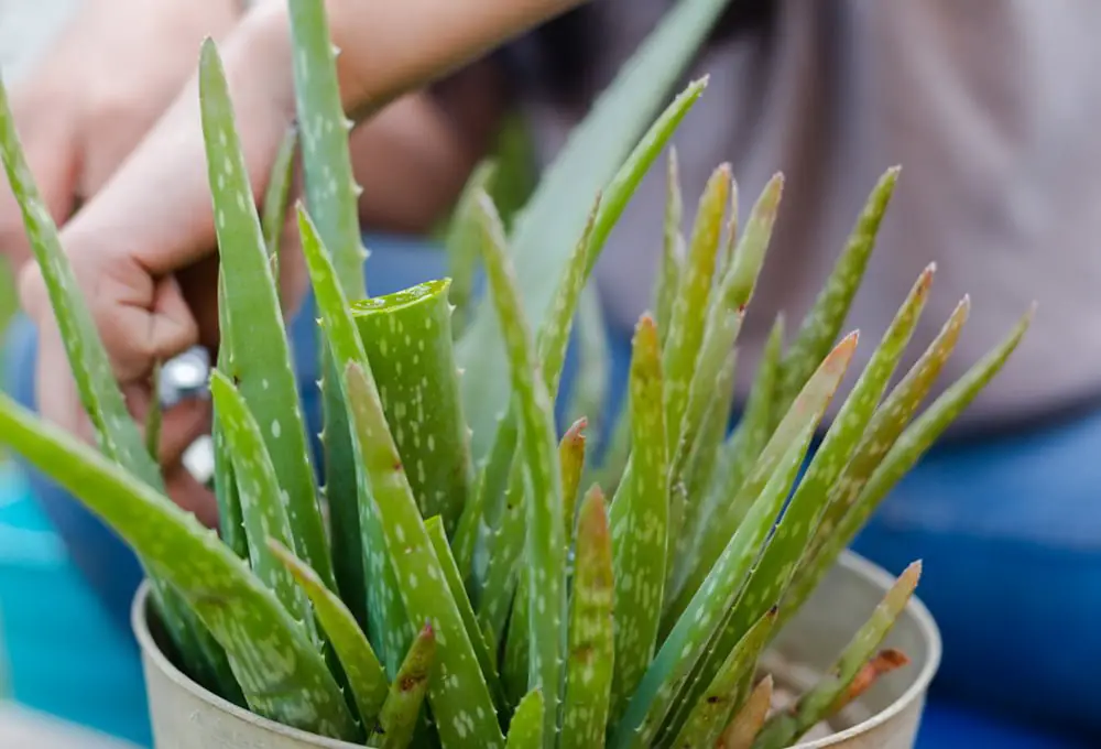 Why Your Aloe Plant Is Turning Brown And How To Fix It 8824