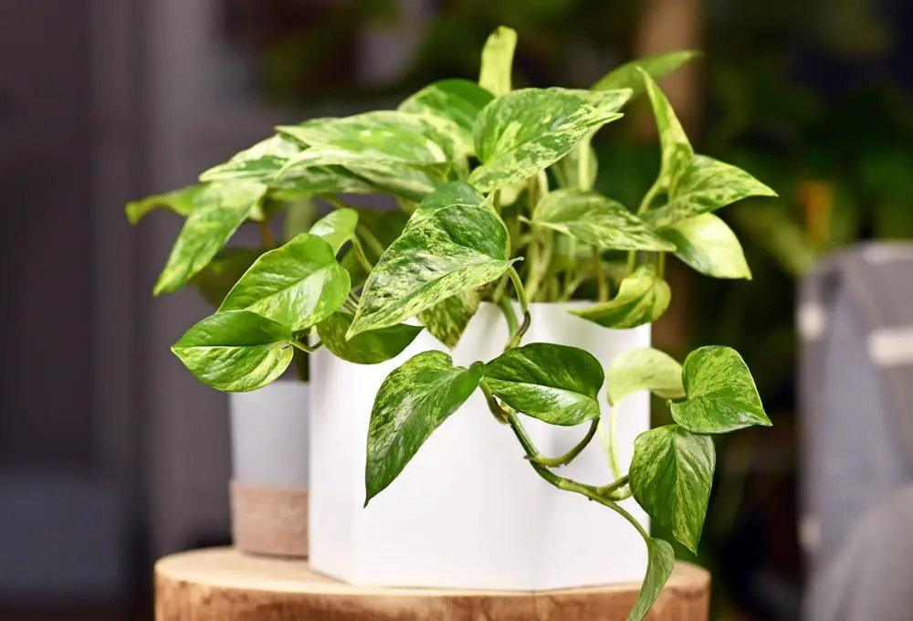 Marble Queen Pothos