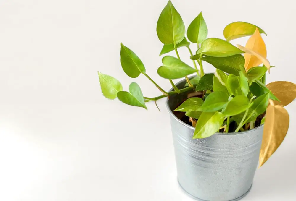 Pothos Yellow Leaves