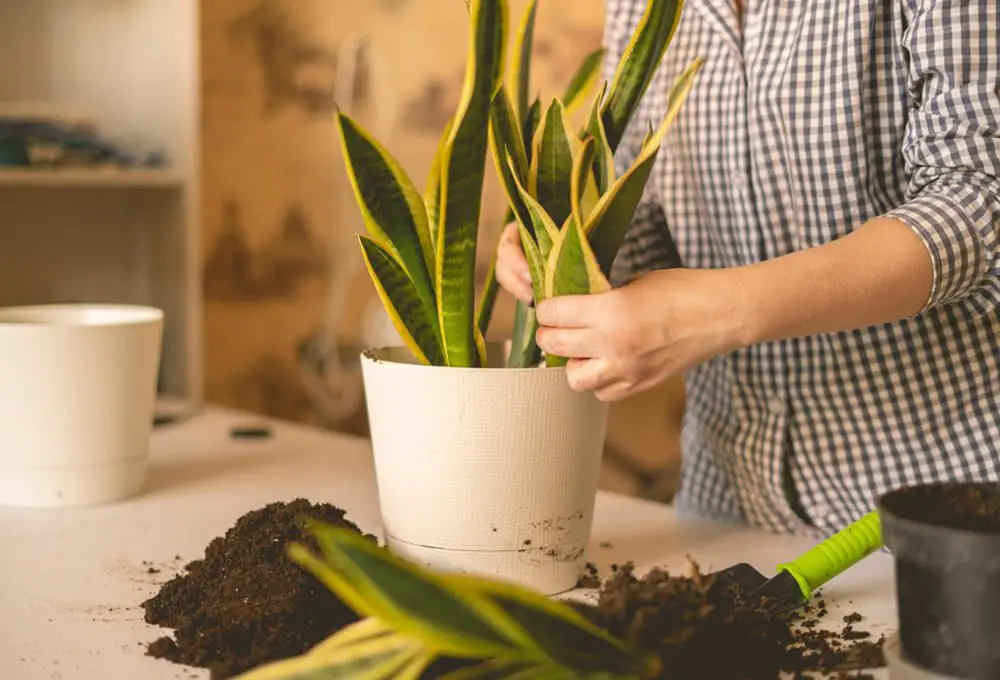 Repot a Snake Plant