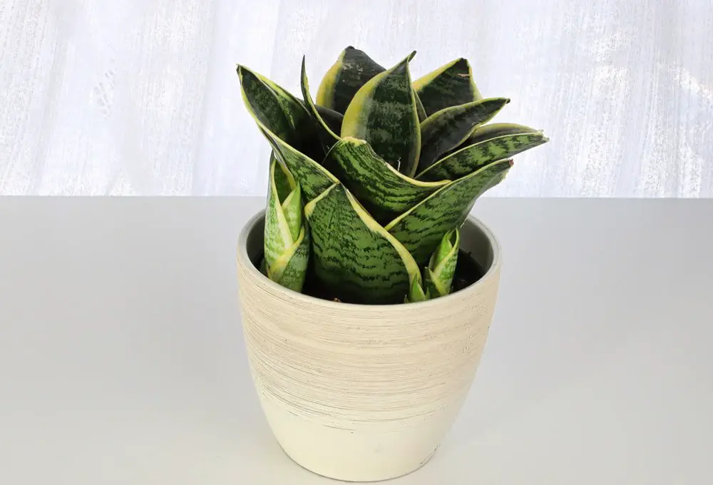 8 Most Beautiful Types of Snake Plant Varieties You Can Grow Indoors